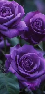 Purple roses in elegant full bloom, captured beautifully.