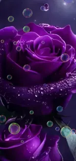 Close-up of elegant purple roses with dewdrops and ethereal light.