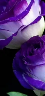 Elegant purple roses with a dark background.