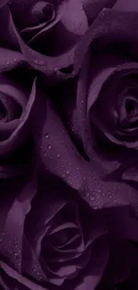 A stunning wallpaper featuring elegant purple roses, ideal for mobile screens.