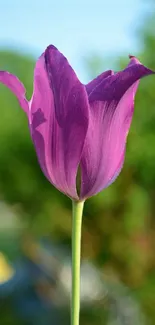 Purple tulip against a lush green scenery.