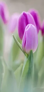 Close-up of vibrant purple tulips with soft green leaves.