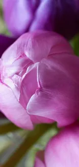 Close-up of purple and pink tulip blossoms in vertical orientation.