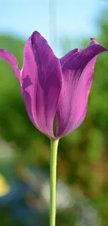 Purple tulip with lush green background mobile wallpaper.