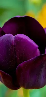 Purple tulip with vibrant green and yellow background.