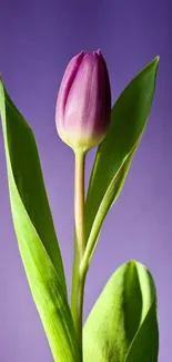 Purple tulip with green leaves on a lavender background.