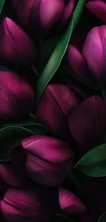 Lush purple tulips with green leaves mobile wallpaper.