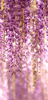 Purple wisteria blossoms wallpaper for mobile.