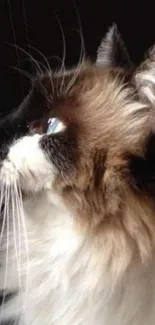 Elegant portrait of a Ragdoll cat with distinctive fur.