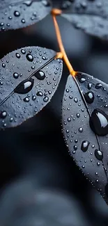 Close-up of dark leaves with water droplets.