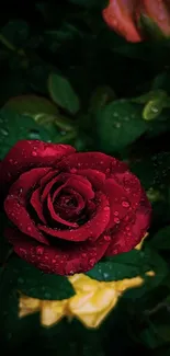 A vivid red rose covered with raindrops surrounded by lush green leaves.