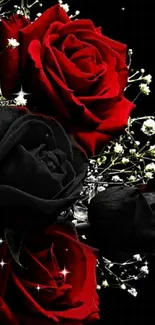 Red and black roses on dark background.