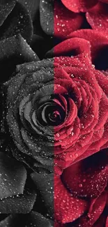 Elegant red and black roses with water droplets.