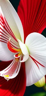 Red and white orchid in elegant bloom, showcasing detailed petals.