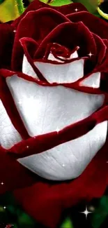 Elegant red and white rose with sparkles wallpaper.