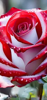 A stunning red and white rose with droplets, perfect for a mobile wallpaper.