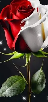 Red and white rose with green stem on black background.