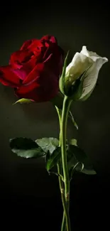 Red and white roses against a dark backdrop.