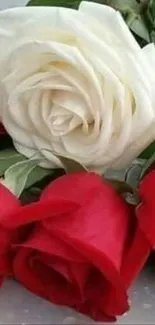 A bouquet of vibrant red and white roses on a mobile wallpaper background.