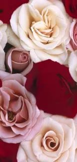 Red and white roses with dewdrops on a dark background.