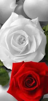 Red and white roses with green leaves on mobile wallpaper.