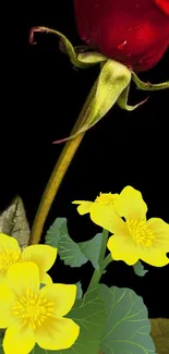 Red rose with yellow flowers on a black background.