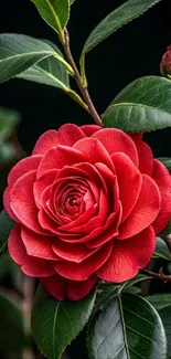 A vibrant red camellia flower with green leaves.