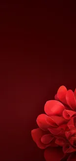 Elegant red flower on a dark background wallpaper for mobile phones.