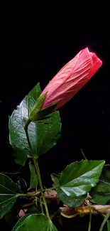 Elegant red blossom and lush leaves on a dark background.