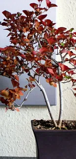 Red bonsai plant in pot with textured background.