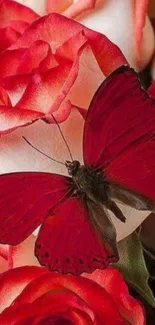 Red butterfly on pink roses wallpaper.