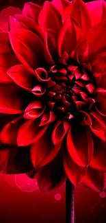 Elegant red dahlia flower with vibrant petals on a dark background.