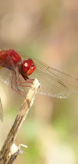 Red dragonfly perched delicately on a twig with detailed wings.