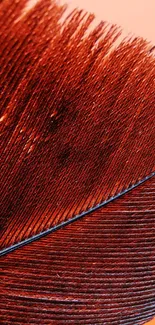 Close-up of a red feather with intricate details and rich texture.