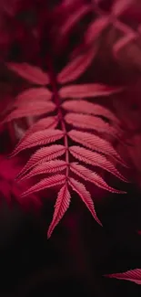 A crimson red fern leaf close-up, showcasing natural elegance.