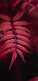 Close-up of elegant red fern leaves on a dark background.