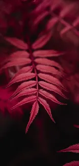 Elegant red fern leaves create a lush, nature-inspired mobile wallpaper.