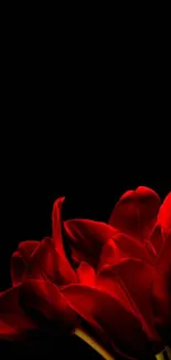 A striking wallpaper with red flowers on a black background, exuding elegance.