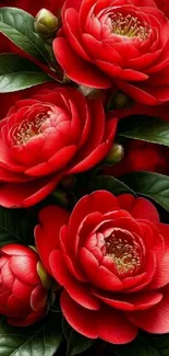Vibrant red floral wallpaper with lush green leaves.