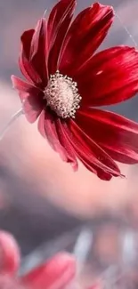 Elegant red flower mobile wallpaper.