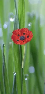 Vibrant red flower on green leaves wallpaper.