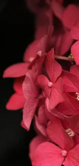 Vibrant red flowers on a black background wallpaper.