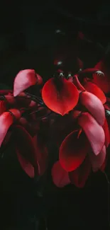 Vibrant red flowers with dark background, perfect for phone wallpaper.