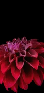 Vibrant red flower on a black background mobile wallpaper.