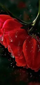 Close-up of a red flower with dewdrops against a dark background.