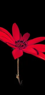 Red flower on black background mobile wallpaper.