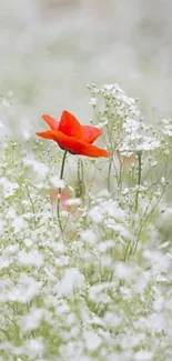 Red flower among white blossoms mobile wallpaper.