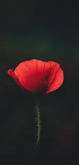 Vibrant red flower on a dark background mobile wallpaper.