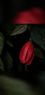 Red flower with green leaves wallpaper.