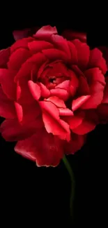 Elegant red flower on black wallpaper for mobile.